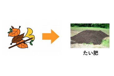 枝葉草のゆくえ