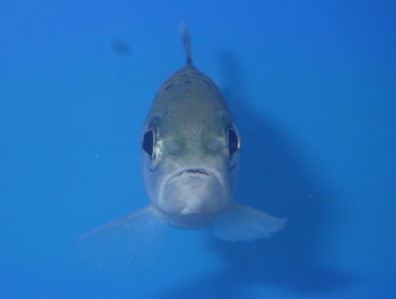 西野浄水場ヤマメの写真