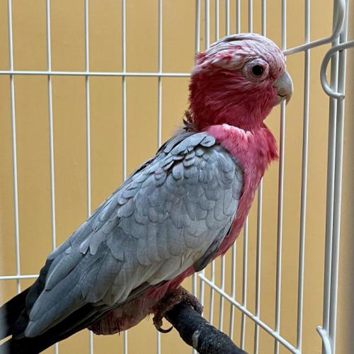 モモイロインコ