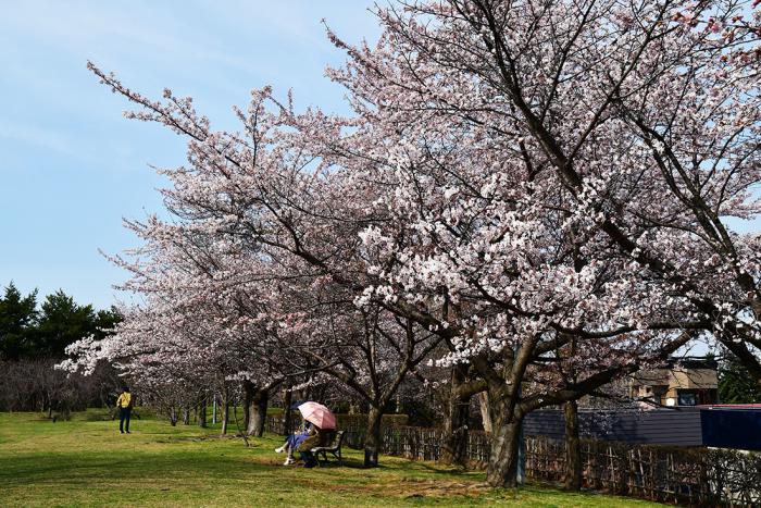 天神山の桜