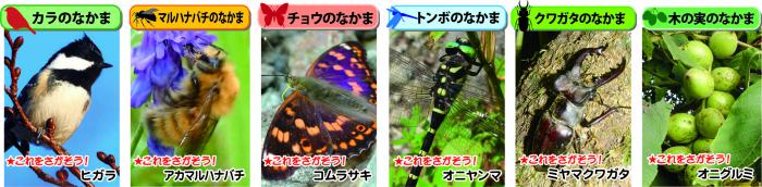 対象種の画像2024
