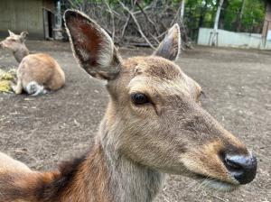 エゾシカ