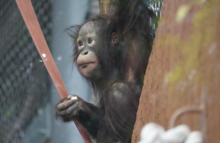 オランウータン