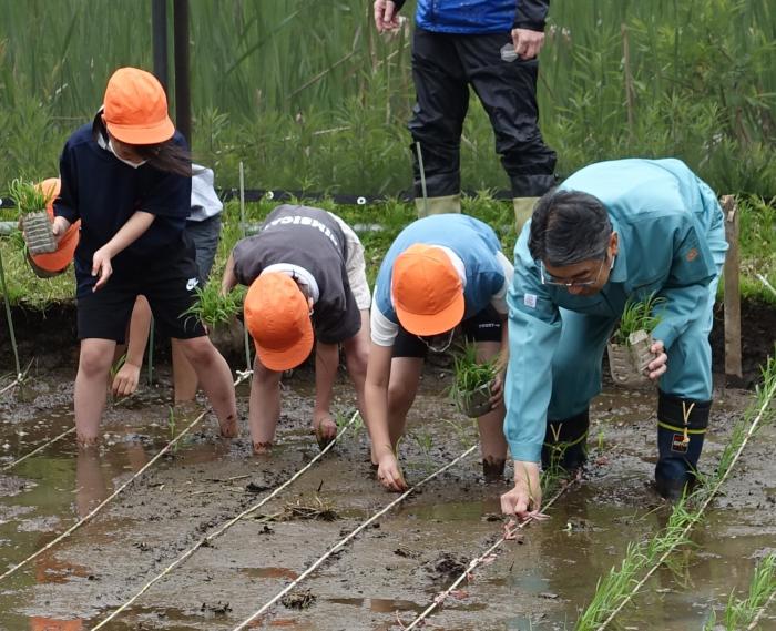 ゆめ田んぼ田植えの写真