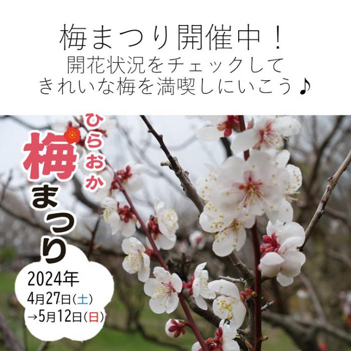 梅まつりの写真