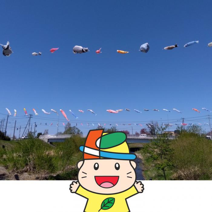 あしりべつ川のこいのぼり