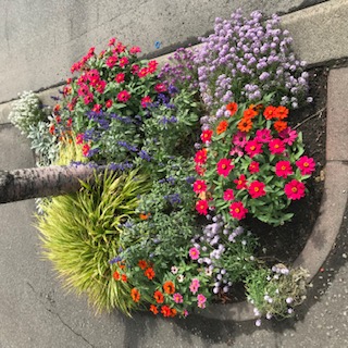 花の様子