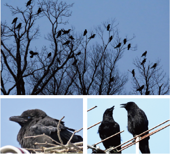 カラス