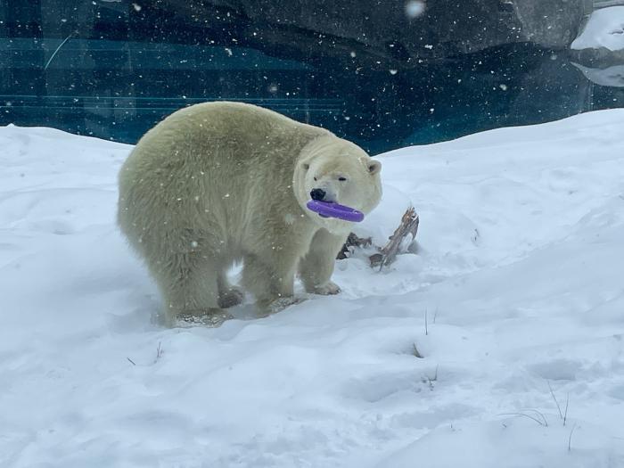 ホッキョクグマが遊具で遊んでいる様子1