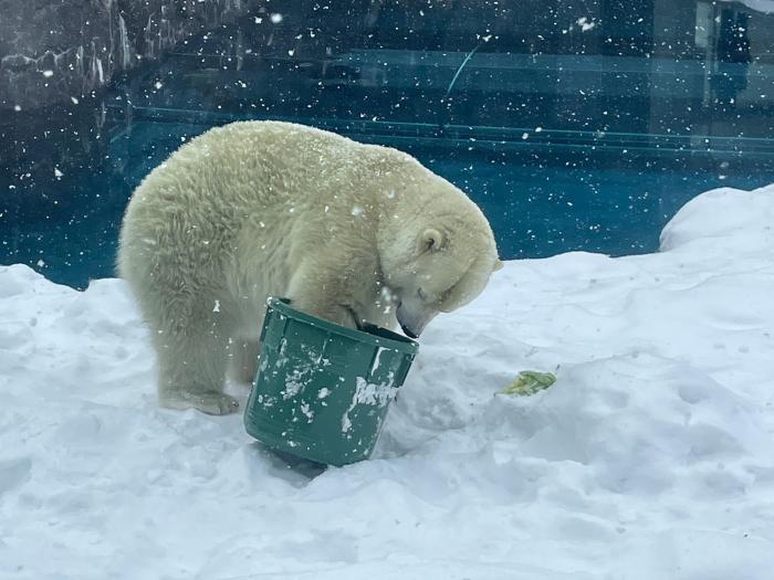 ホッキョクグマが遊具で遊んでいる様子2