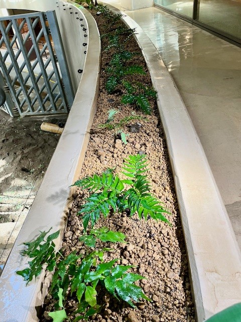 植物