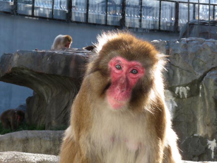 ニホンザル「ちみ麻」の写真