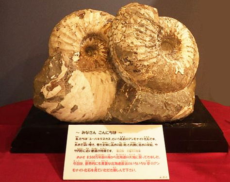 アンモナイト展入り口の様子