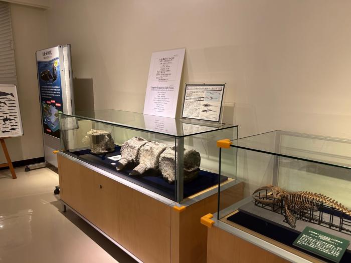 クジラ化石展示リニューアル1