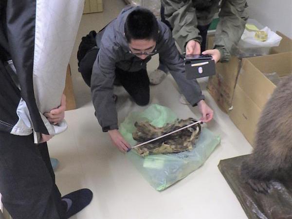 20241102アライグマの毛皮
