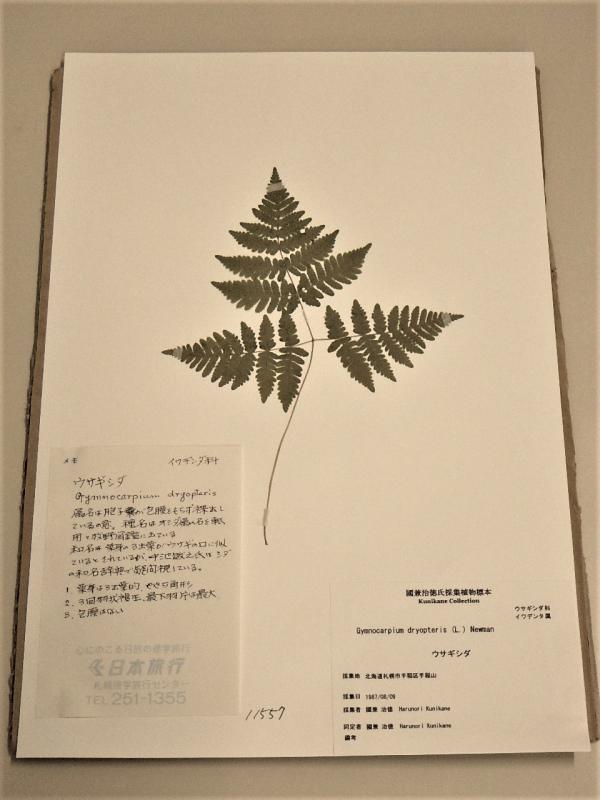 シダの押し葉標本