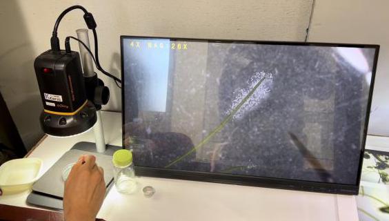 低倍率顕微鏡での様子