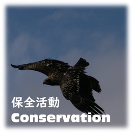 保全活動