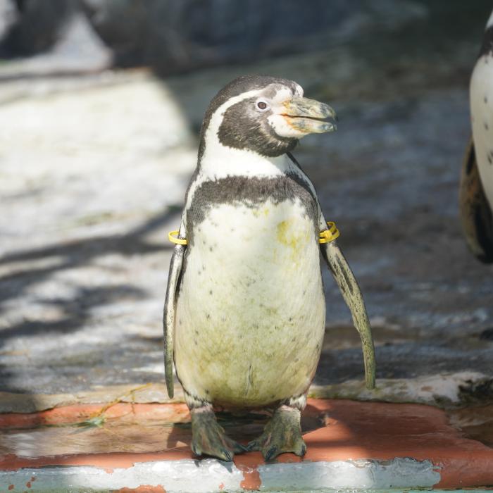 フンボルトペンギンのパス