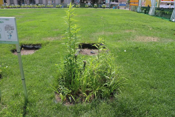 大通公園における雨水浸透型花壇でのモニタリング(令和5年7月)