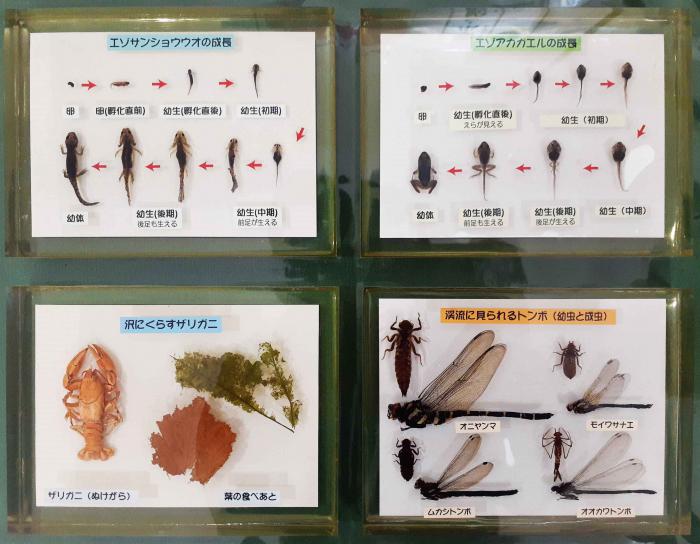 カエルやサンショウウオ、ザリガニ、トンボの貸し出し用標本