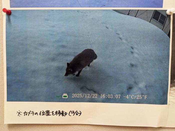 12月24日キタキツネの画像