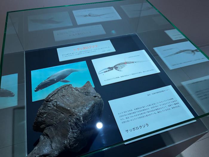 サッポロクジラの背骨の化石（AOAOSAPPOROで展示中）
