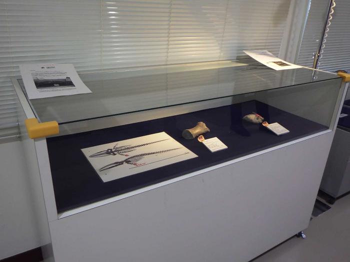 新しい展示の図