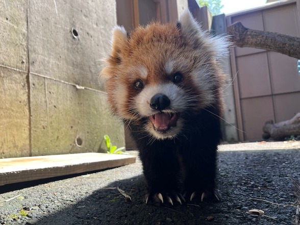 ココ