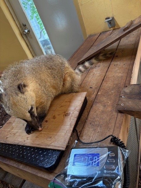 アカハナグマ体重測定1