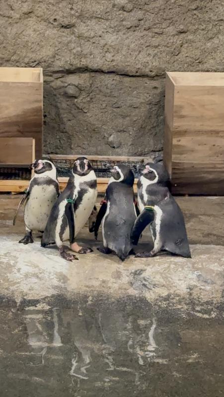 ペンギンの体重測定