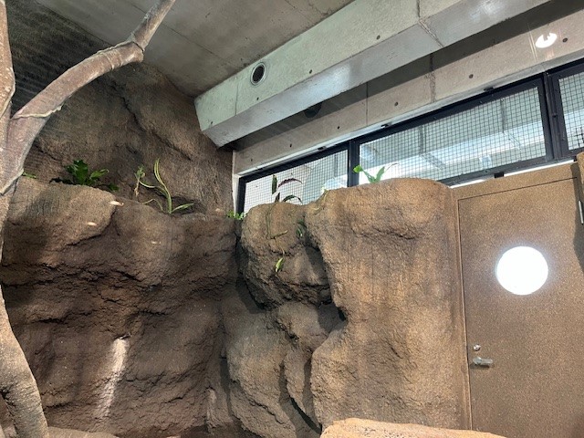 コツメカワウソ展示場用の植物