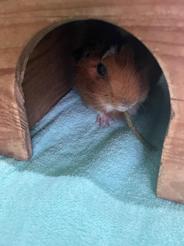 チモシー食べるモルモット