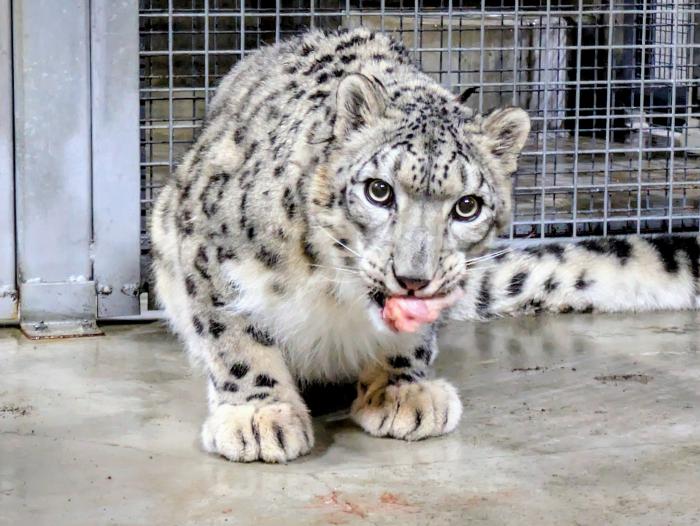 ユキヒョウの様子