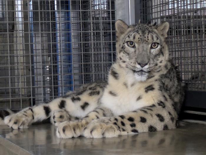 ユキヒョウ1