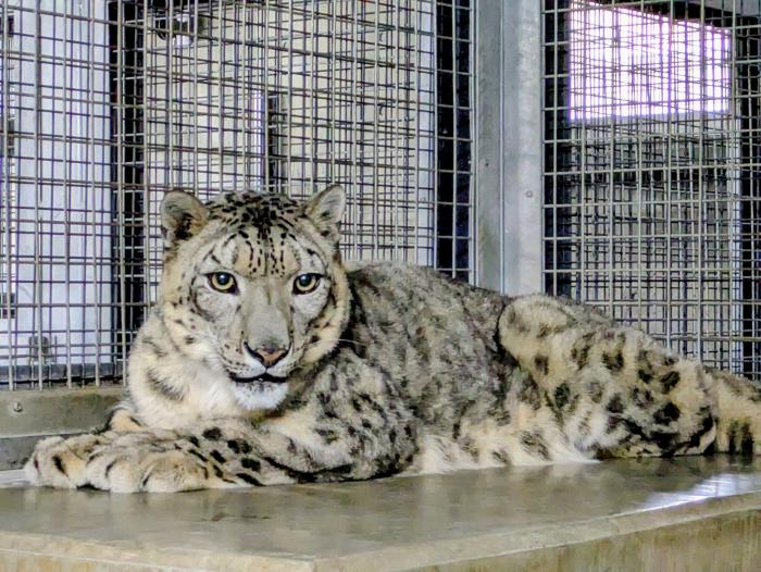 ユキヒョウ2