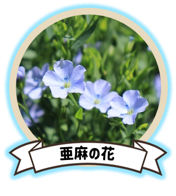 亜麻の花