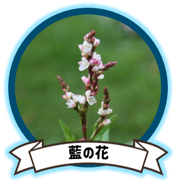 藍の花