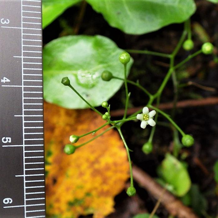 植物ハイハマボッス撮影札幌市博物館活動センター