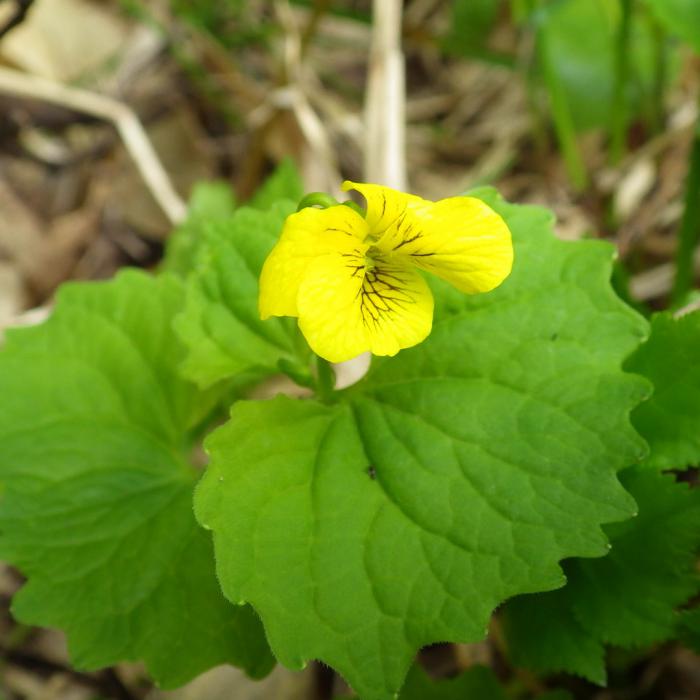 植物ジンヨウキスミレ撮影札幌市博物館活動センター