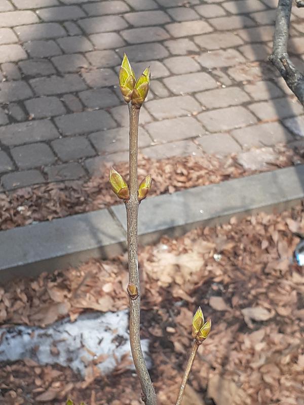 冬芽の写真。対生になっている。
