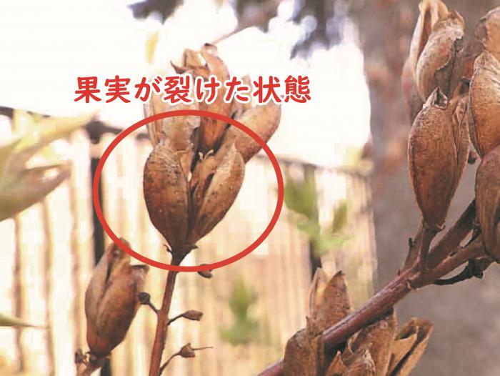 果実が裂けた状態。縦に割れている。