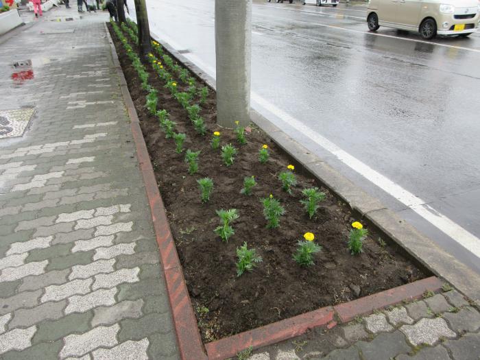 植えられたマリーゴールド
