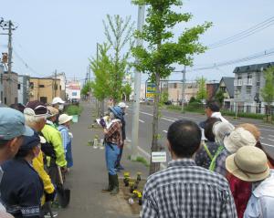 稲積連町による植栽