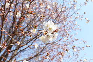 樹芸開園3ミネザクラ