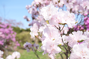 樹芸開園4ツツジ