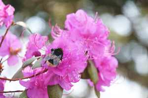 樹芸開園5エゾムラサキツツジ