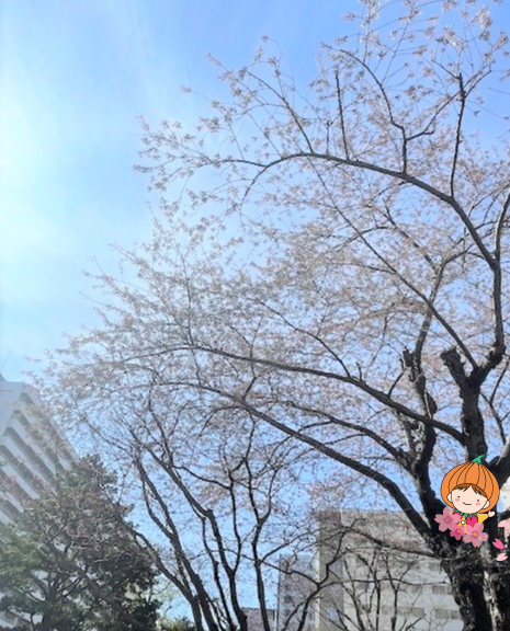 桜の画像