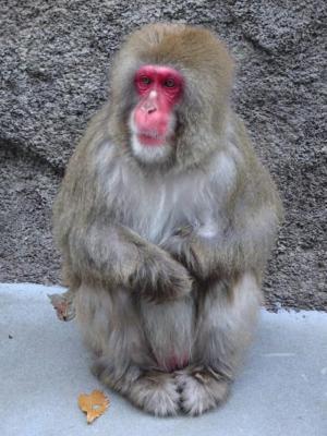ニホンザル「どて華太」の写真