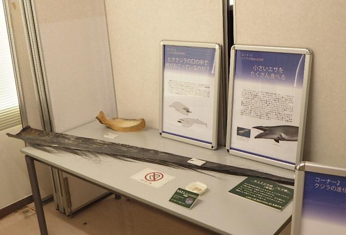 クジラ化石展様子2
